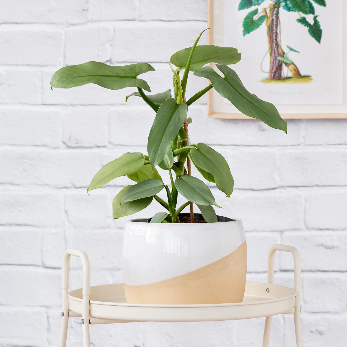 Philodendron - Silver Sword