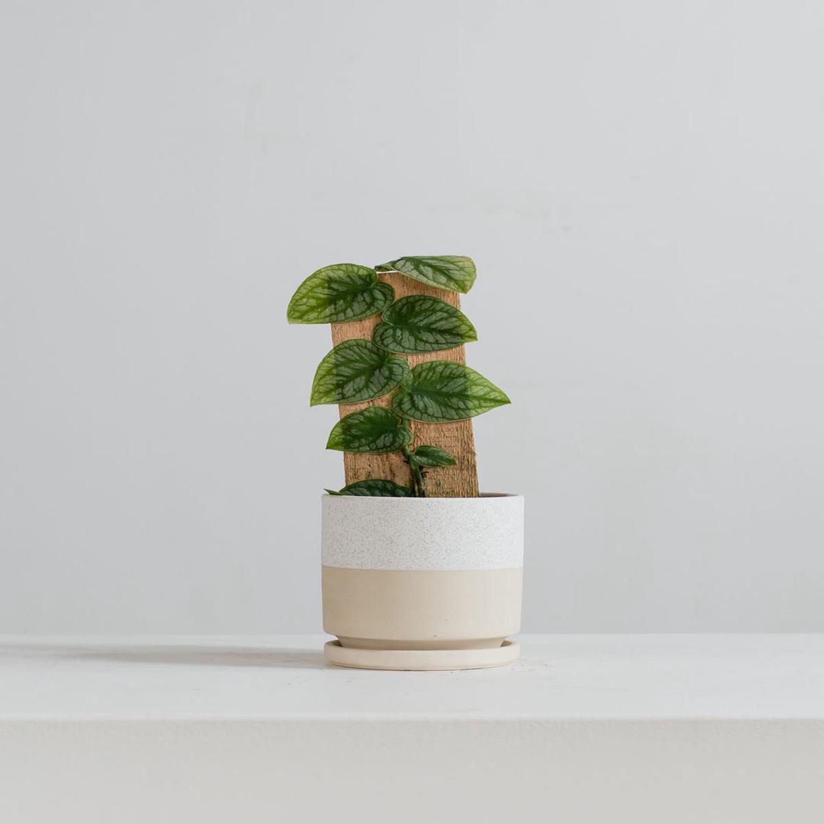 Small 4 Inch MOMMA POTS CYLINDER - TEXTURED/WHITE