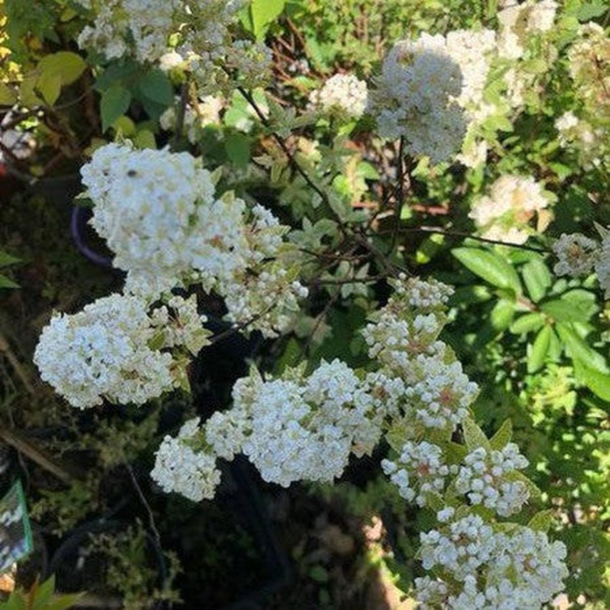 Spiraea japonica Pink Ice