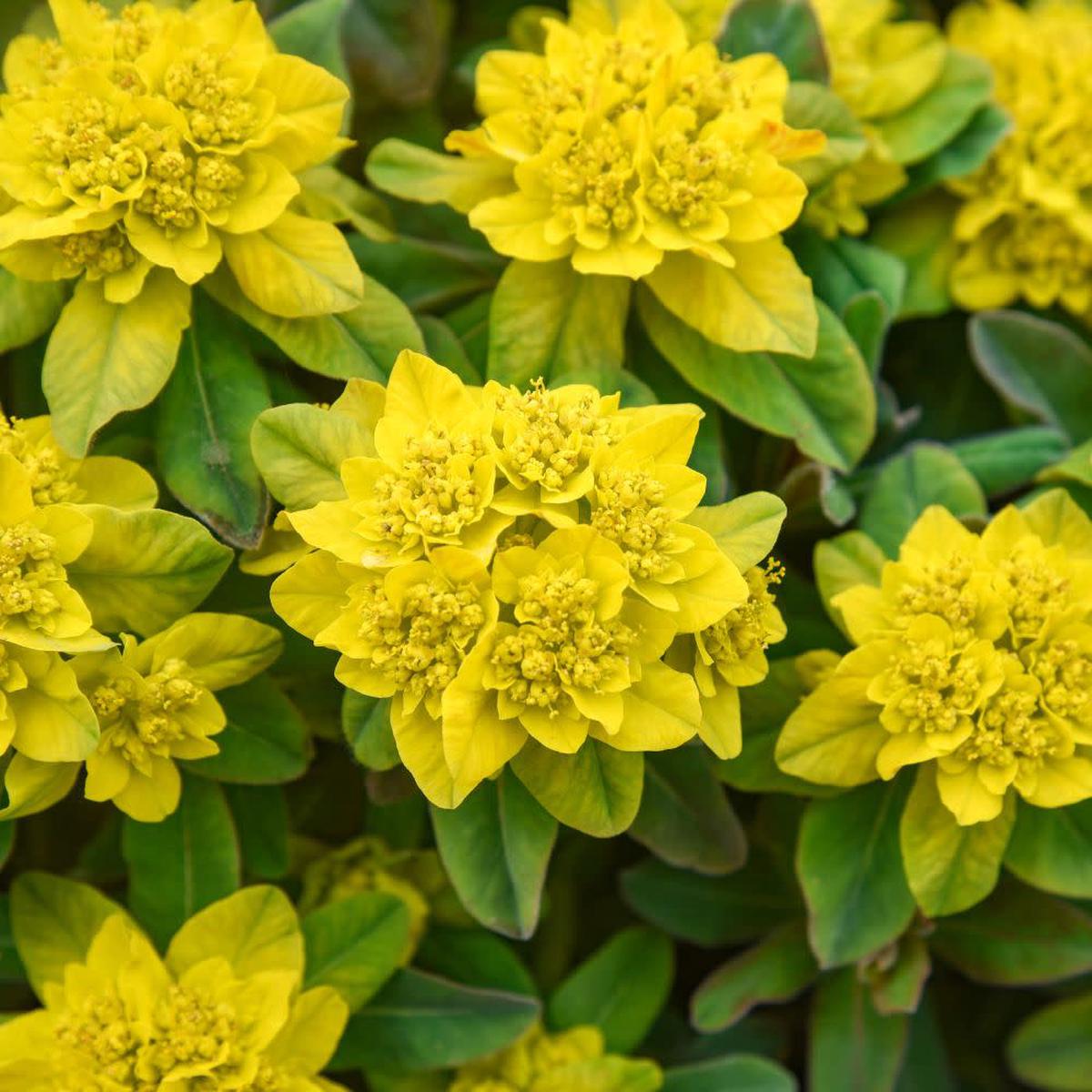 'Urge to Splurge' Euphorbia | Proven Winners New Variety 2026