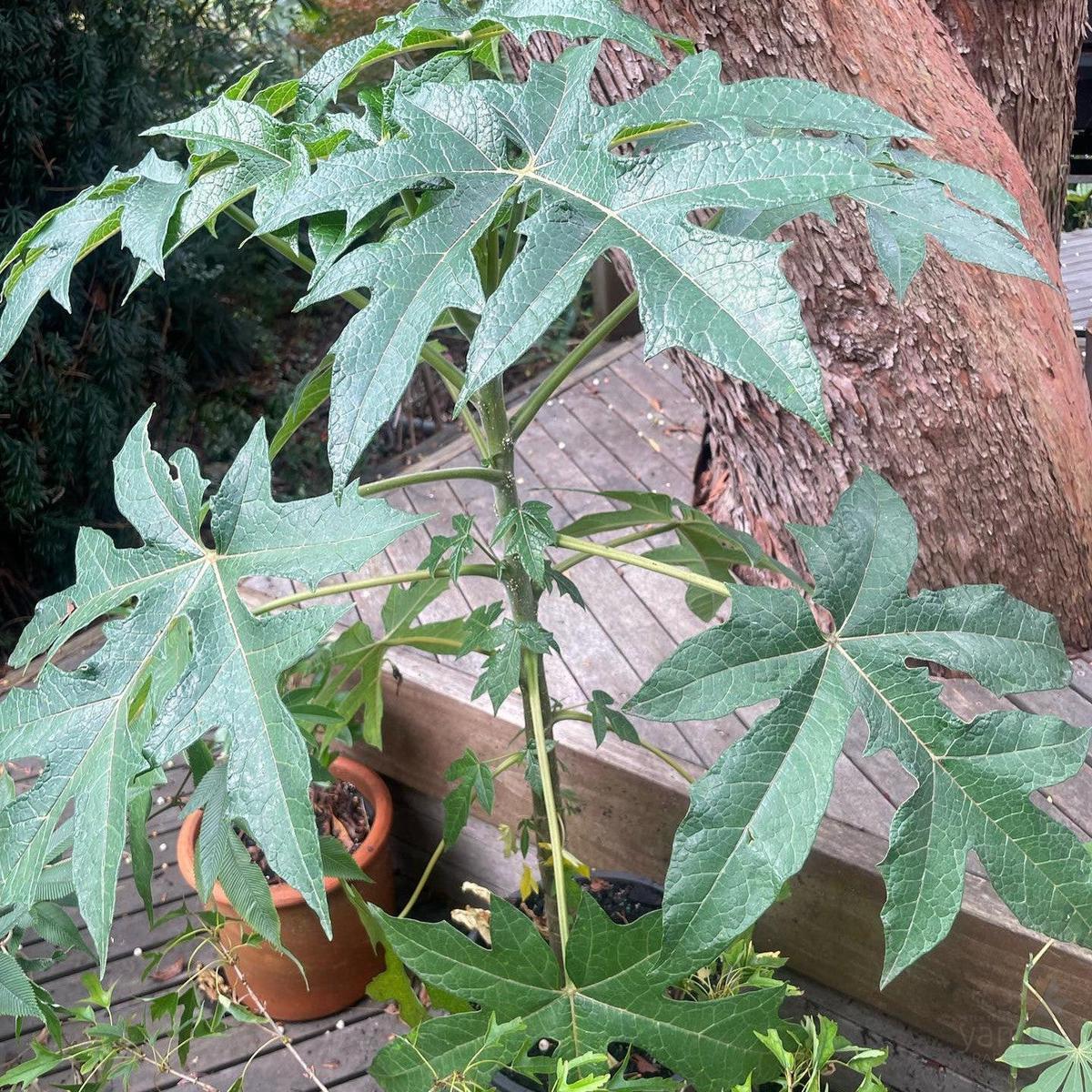 Vasconcellea pubescens