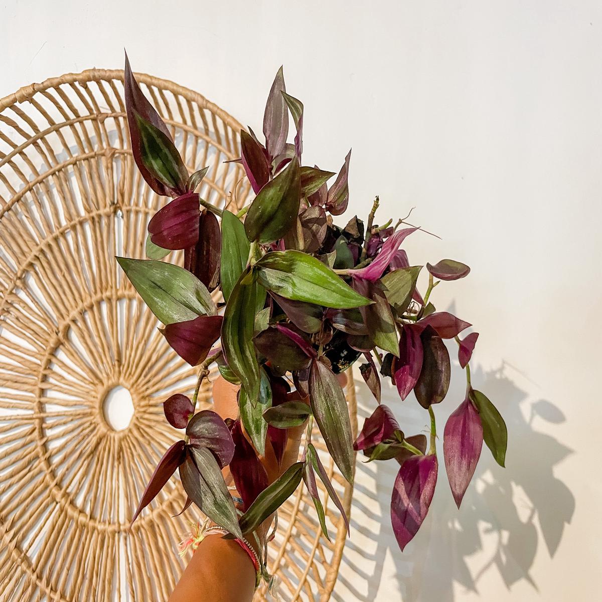 4" Tradescantia Zebrina