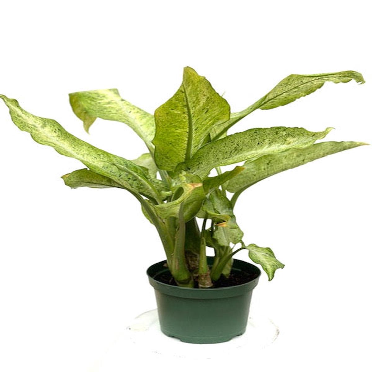 6" Dieffenbachia Camouflage