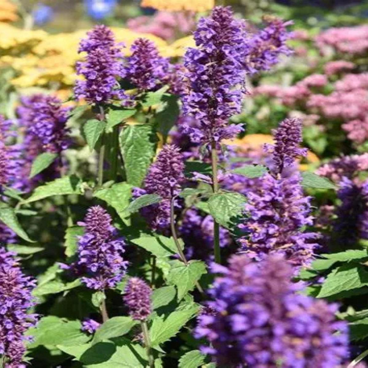 Agastache 'Blue Boa' Qt.