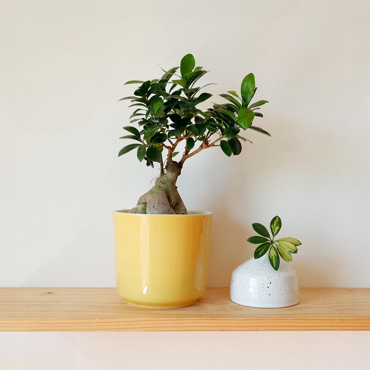 Ficus Ginseng - Bonsai