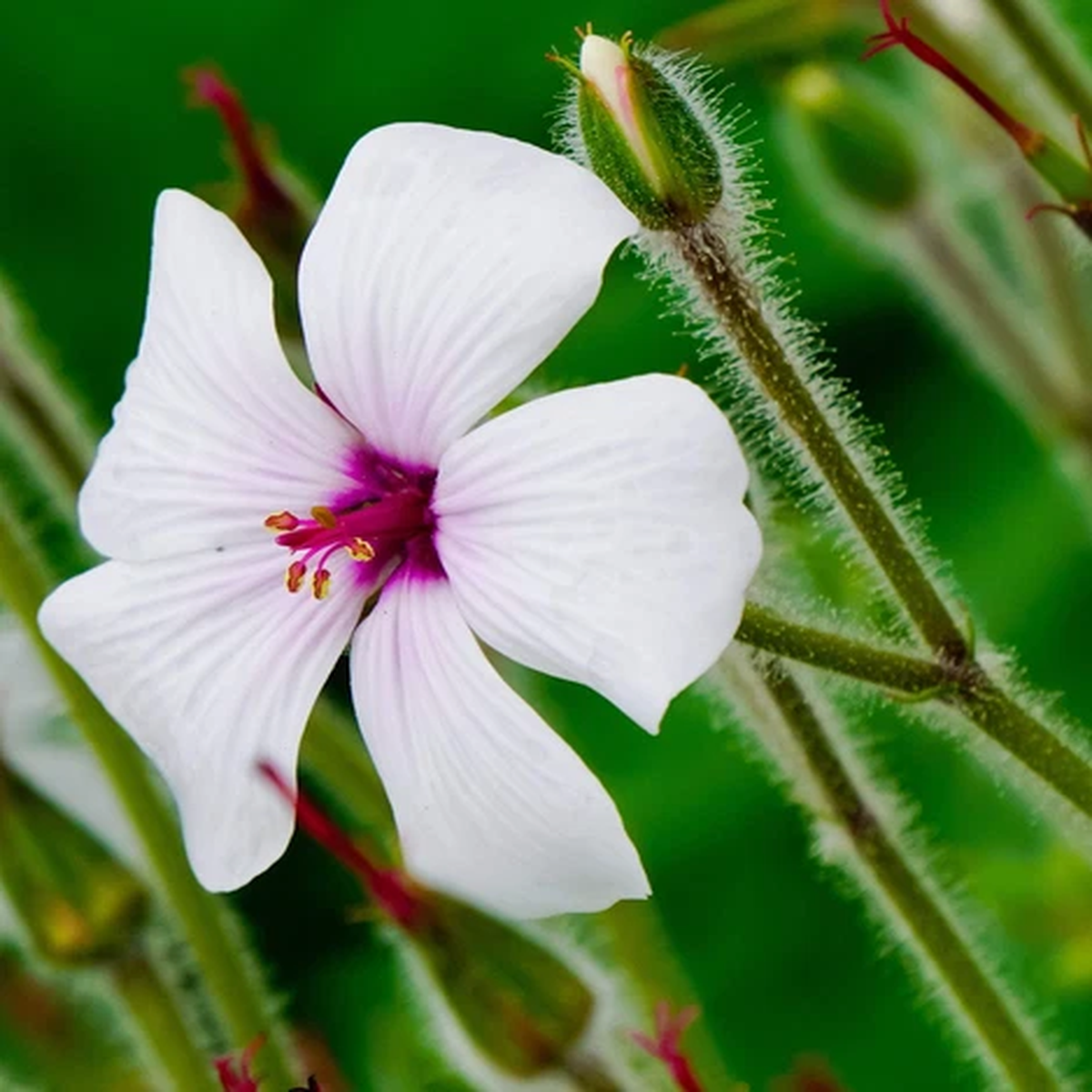 10 WHITE MADEIRA GERANIUM Maderense Cranesbill Giant Herb Robert Pink Eye Seeds