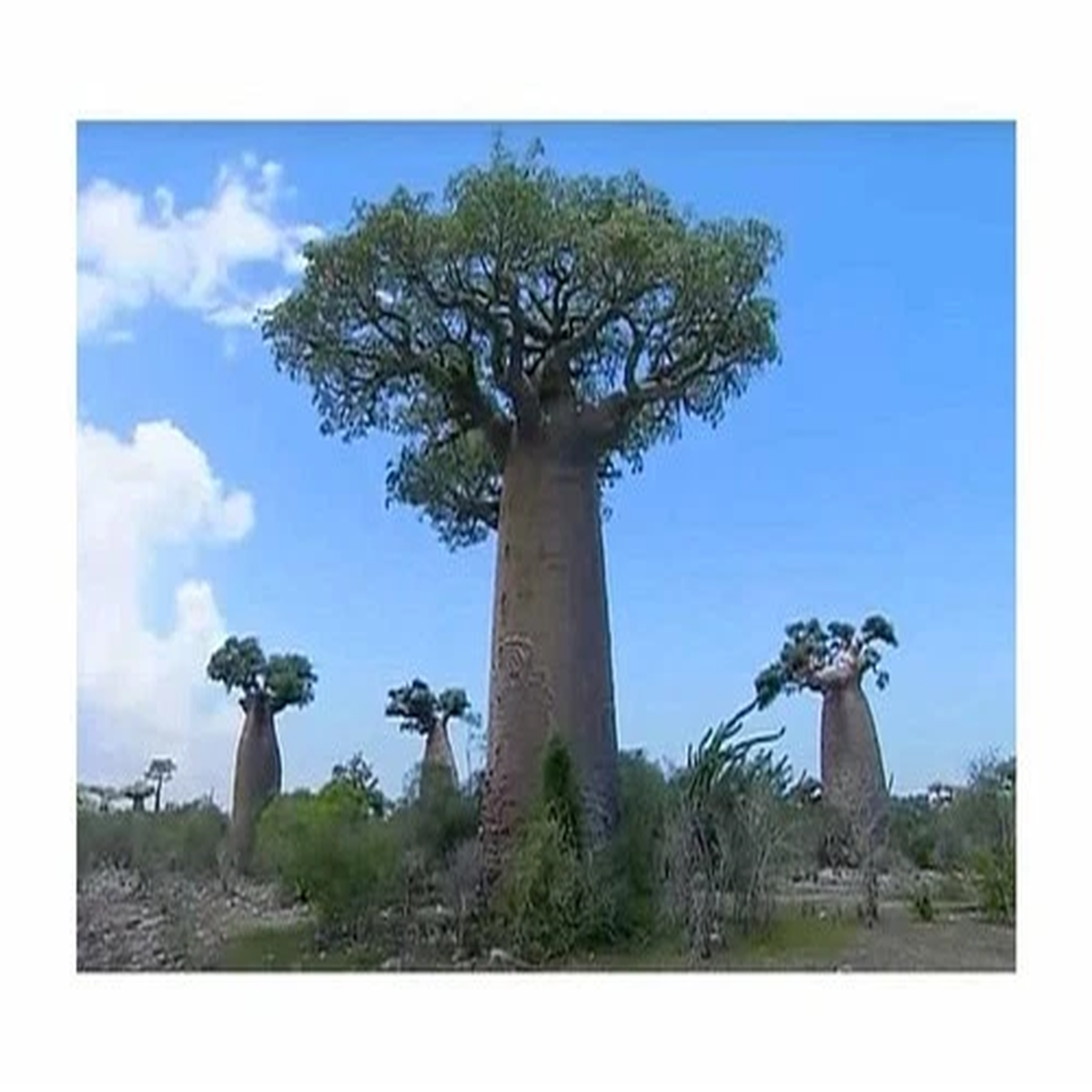 3x Adansonia madagascariensis Baobab Tree Garden Plants - Seeds B518