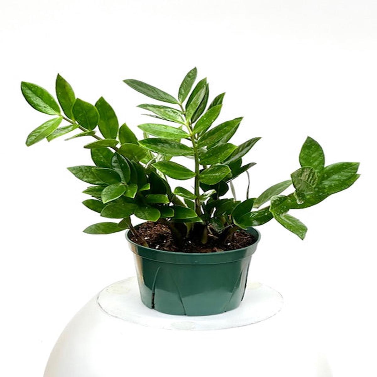 6" Zamioculcas Zamiifolia 'ZZ'