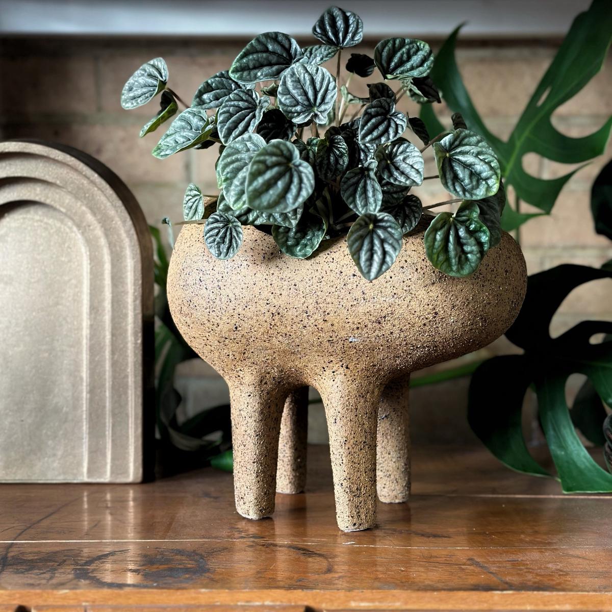 Anima Planter by Buzzby & Fang