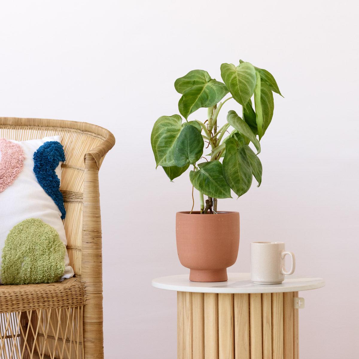 Arrowhead Plant - Frosted Heart