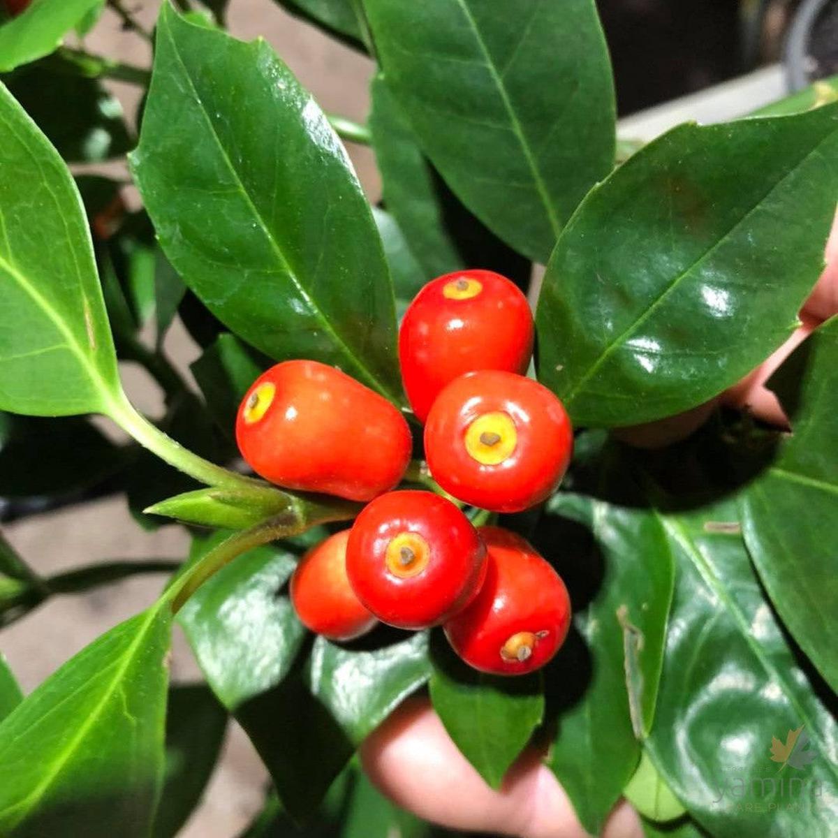 Aucuba japonica Rozannie (dwarf compact female)