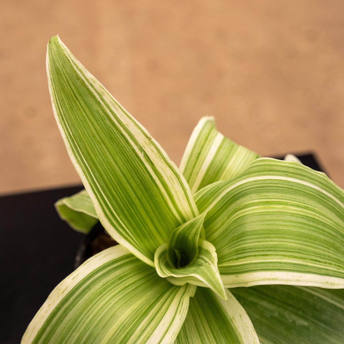 Callisia fragrans 'Variegata'