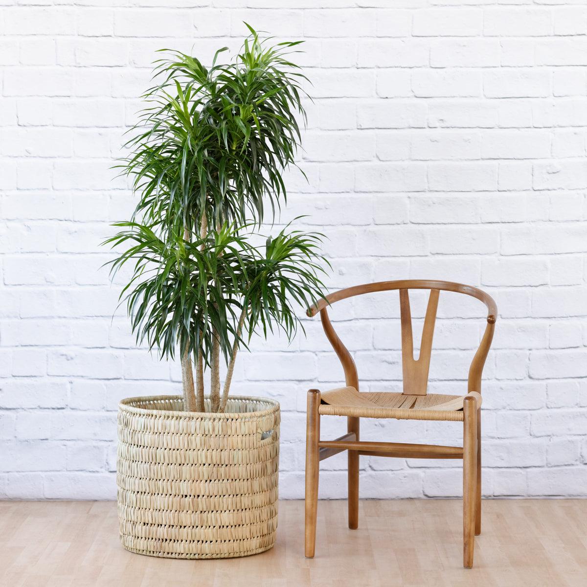 Dragon Tree - Americana - Extra Large
