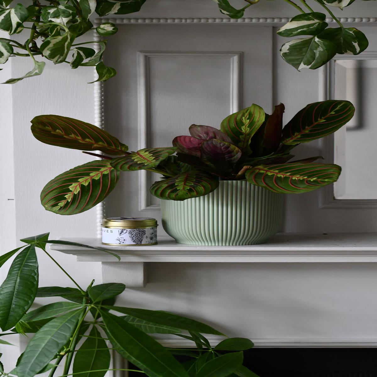 Fathers Day Gift  Maranta in Vibes Pot with Botanical Candle