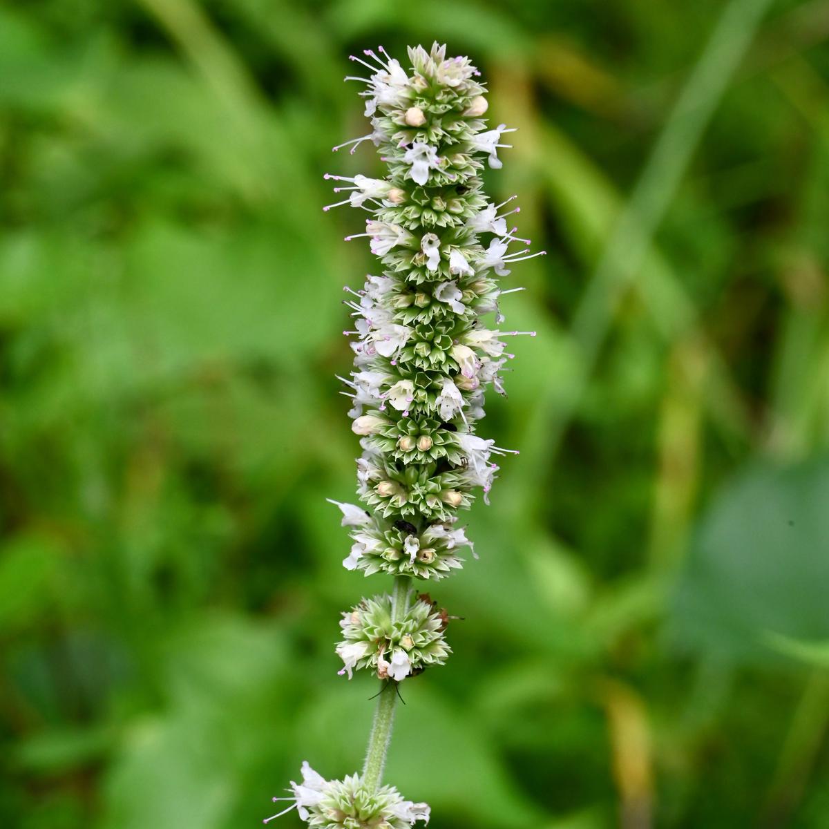 Giant Purple Hyssop (Agastache scrophulariifolia)
