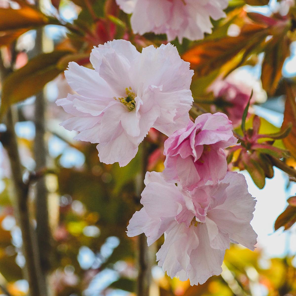Kwanzan Japanese Flowering Cherry Tree