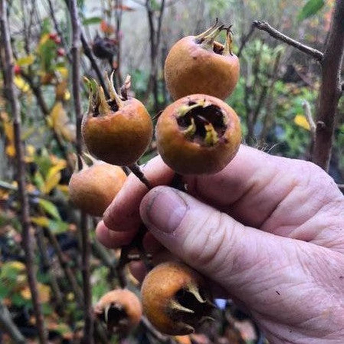 Mespilus germanica Nottingham ( now Crataegus )