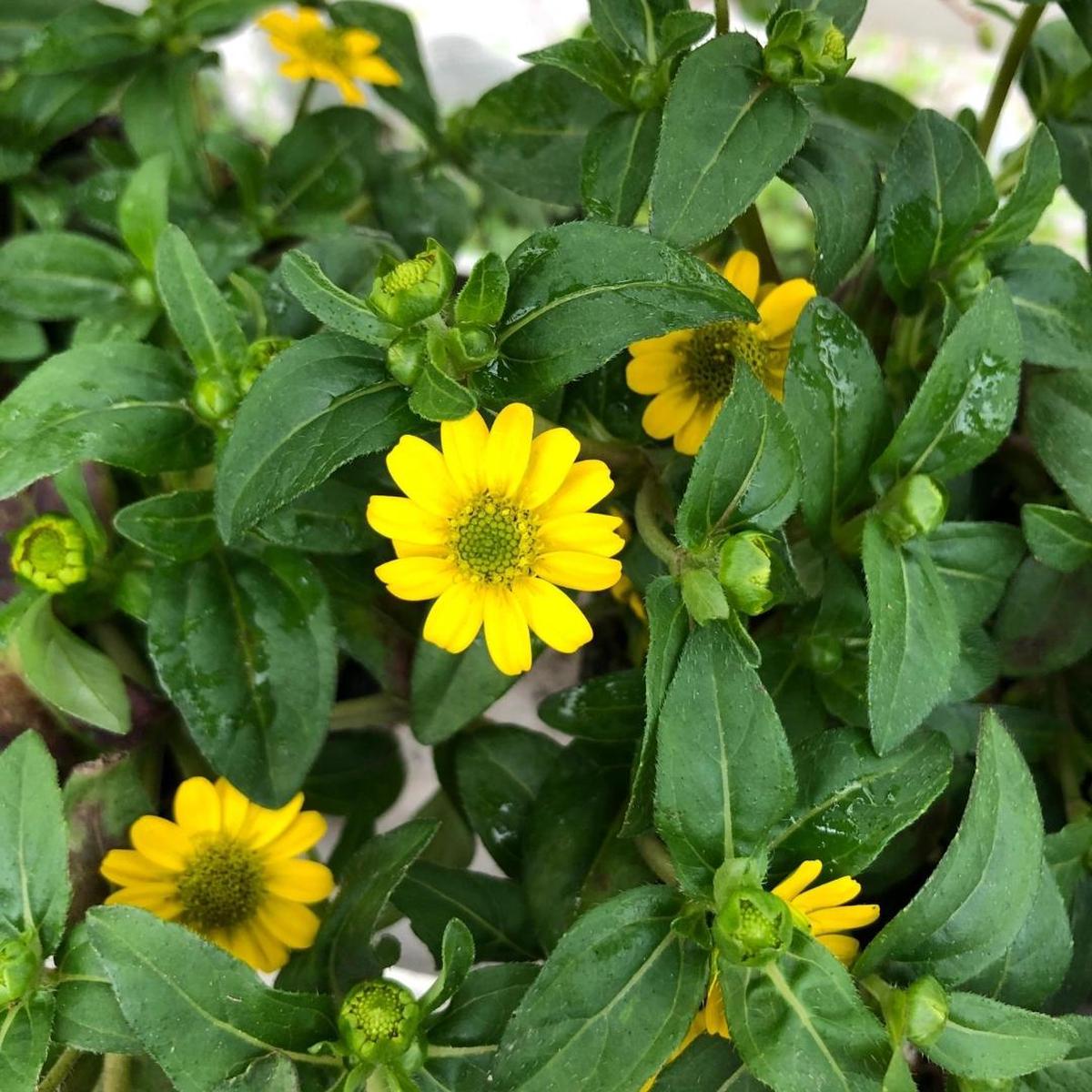 Sanvitalia Tsavo Compact Yellow 4"