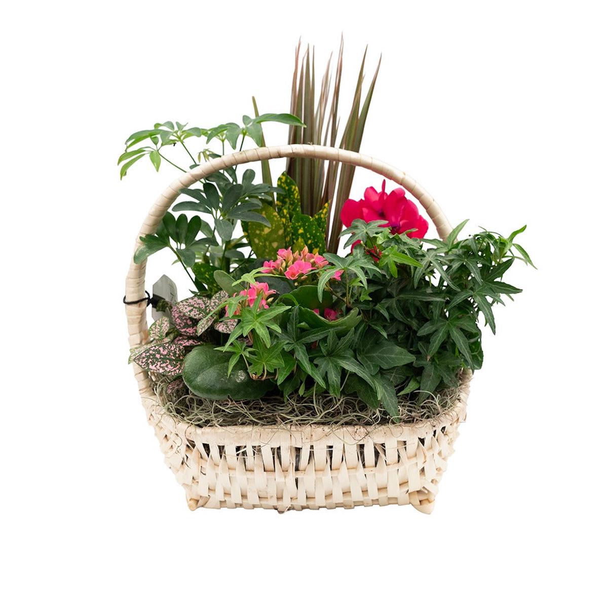 Delaware Wicker Basket Dish Garden 10" Easter Dish Garden