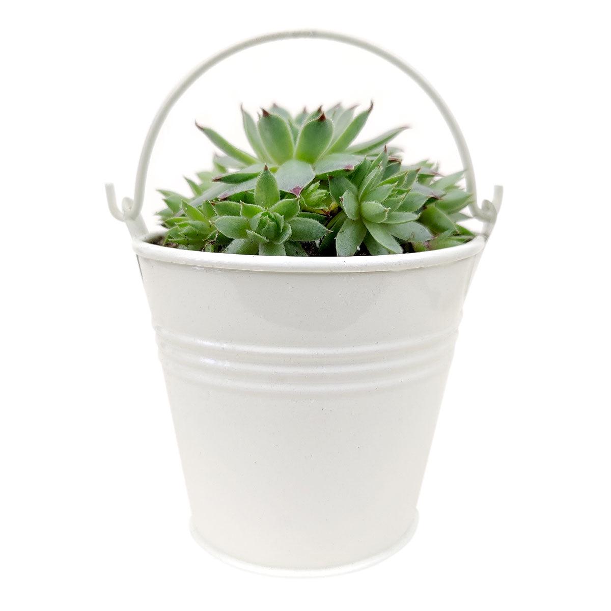 2.5" White Tin Pail