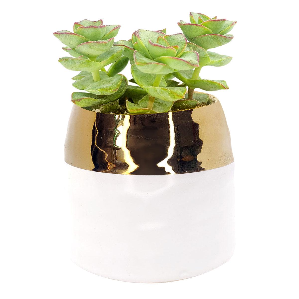 White Gold Pot