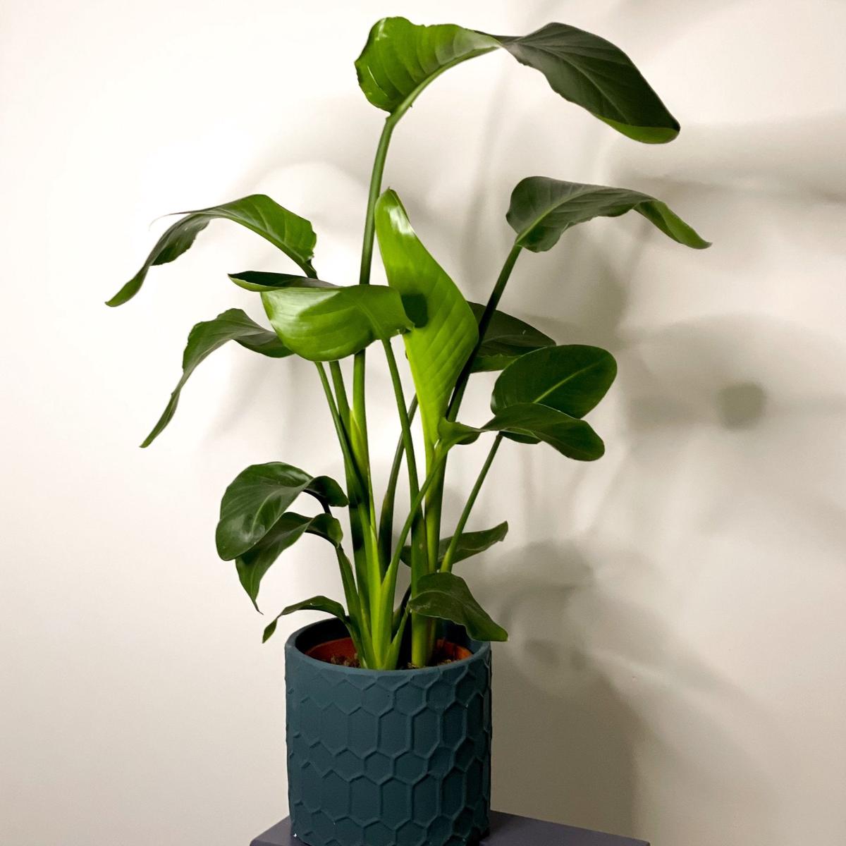 Teal Geometric Cement Planter