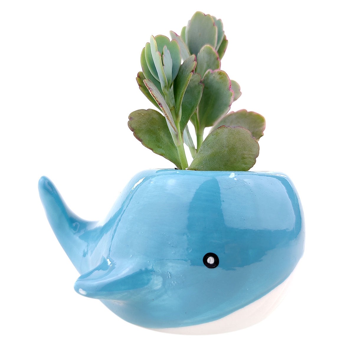 Whale Planter