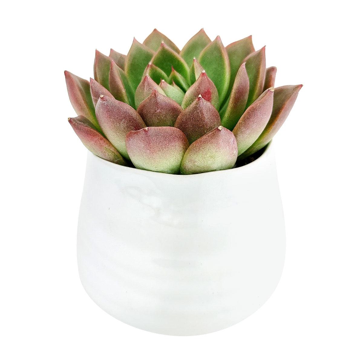 Wavy Planter