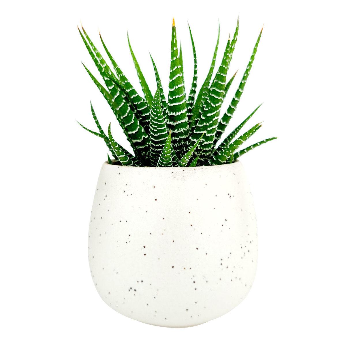 White Egg Planter