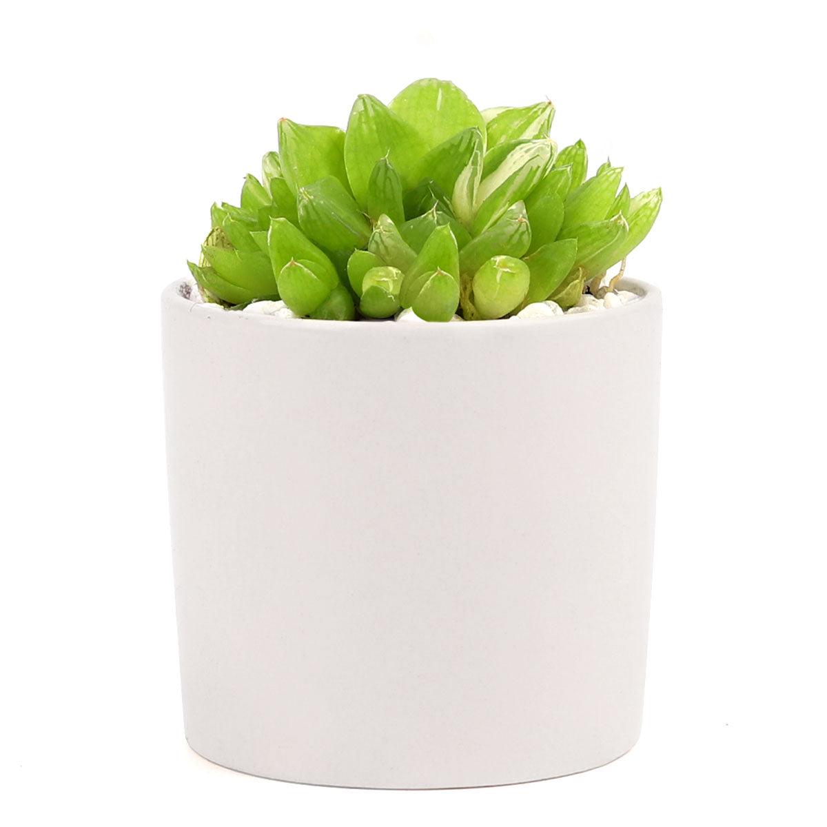 2in White Modern Cylinder Pot