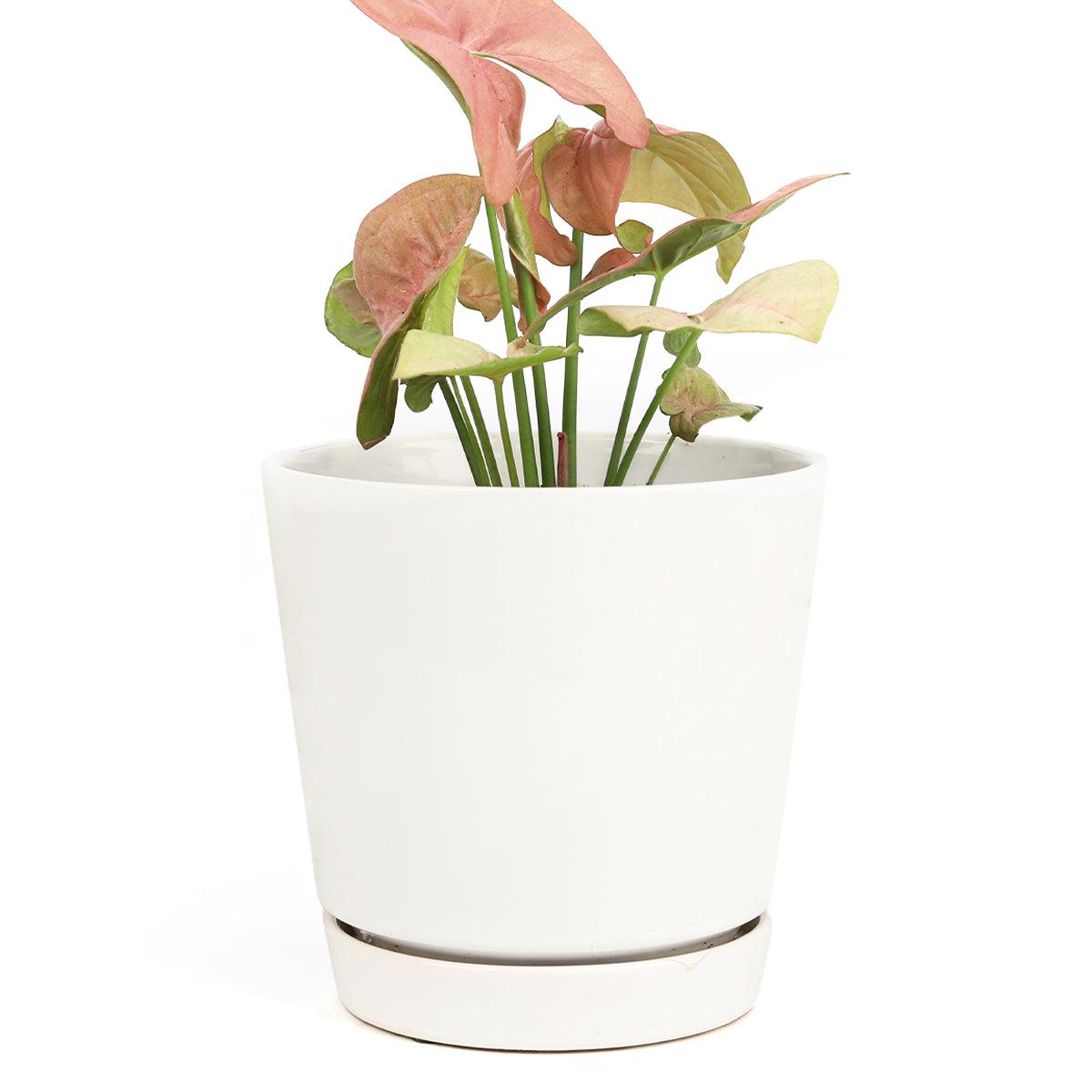 6 inch White Minimalist Pot with Saucer - 6 inch