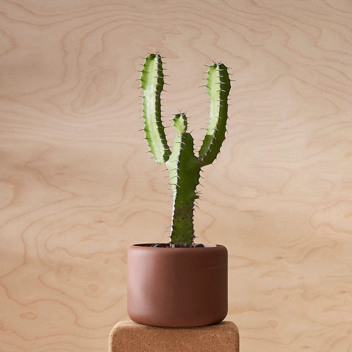 Aaron Probyn Botany Pot Small - Dark Terracotta