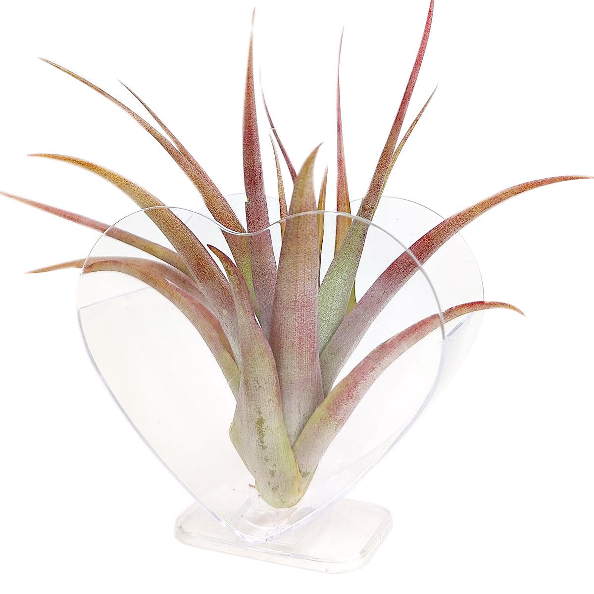 White Plastic Heart-Shaped Air Plant Holder